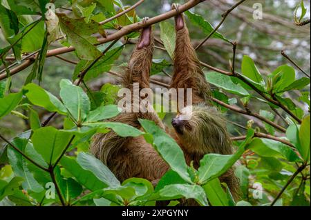 Hoffmanns Two Toed Sloth in der freien Natur au Costa Rica Banque D'Images