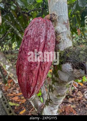 Kakaobohne, fève de cacao Banque D'Images