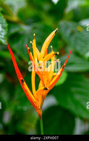 Heliconia Psittacorum Banque D'Images