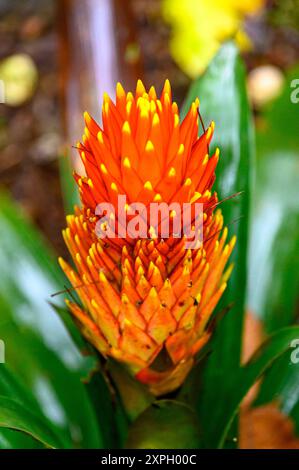 Guzmania Conifera Banque D'Images