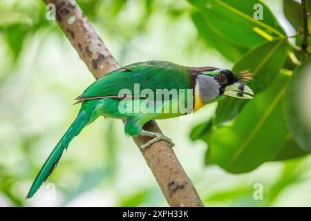 Le barbet tufté au feu (Psilopogon pyrolophus) est une espèce d'oiseau de la famille des barbet asiatiques Megalaimidae. Il est originaire de Malaisie péninsulaire Banque D'Images