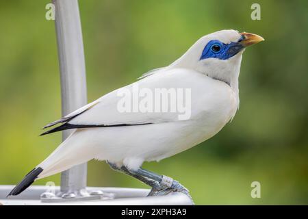 Un myna de Bali (Leucopsar rothschildi) se dresse sur l'arbre, un myna de taille moyenne, presque entièrement blanc avec une longue crête couteuse, des bouts noirs Banque D'Images