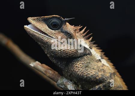 Calotes emma, communément appelé lézard du jardin forestier ou lézard forestier d'Emma Gray, est une espèce de lézard de la famille des Agamidae. Banque D'Images