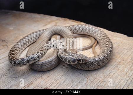 Platyceps ladacensis, serpent tressé ou coureur de falaise de Jan, est une espèce de serpent de la famille des Colubridae. Le serpent se trouve en Asie. Photographié moi Banque D'Images