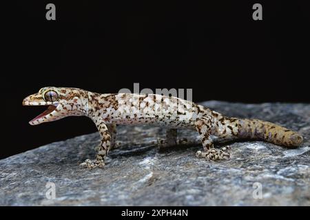 Cyrtodactylus himalayicus, également connu sous le nom de gecko à bout courbé de l'Himalaya, est une espèce de gecko endémique de l'Inde. De Dharamshala, Himachal Pradesh. Banque D'Images