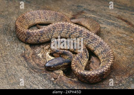 Pareas monticola est un serpent nocturne et arboricole qui se trouve généralement dans la végétation basse et qui propage sur les limaces et les escargots. Photographié à Okhrey, Sikk Banque D'Images