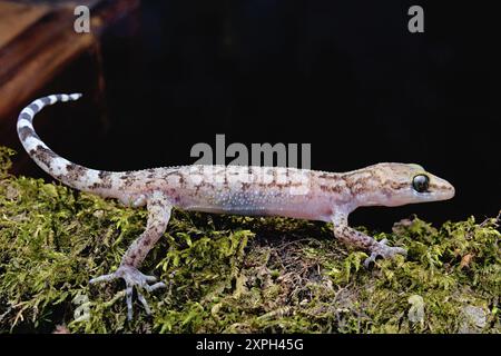 Cyrtodactylus est un genre diversifié de geckos asiatiques, communément appelé geckos à bout courbé. Banque D'Images