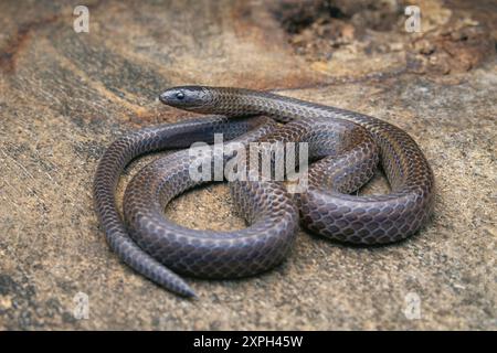 Trachischium est un genre de serpents, communément appelés serpents minces ou serpents mangeurs de vers, dans la sous-famille des Natricinae de la famille des Colubridae. De Banque D'Images