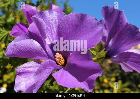 Fleurs violettes vives d'hibiscus indigène australien (Alyogyne huegelii), Perth, Australie occidentale Banque D'Images