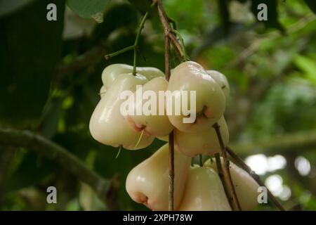 Deli vert miel goyave ou jambu madu Deli Hijau qui a un goût sucré et frais Banque D'Images