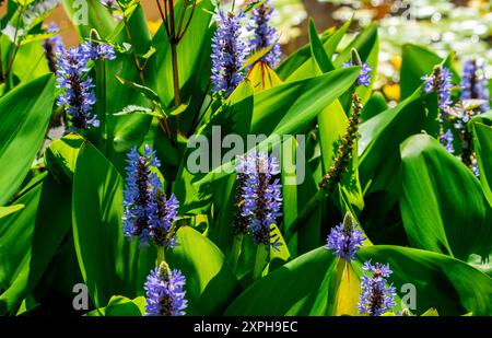 Gros plan de Pickerelweed en fleurs (Pontederia Cordata) Banque D'Images