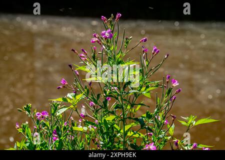 Gros plan de Rosebay Willowherb (Epilobium angustifolium) Banque D'Images