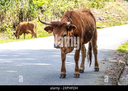 La vache Cachena dans le parc national Peneda-Geres dans le nord du Portugal. C'est une race traditionnelle portugaise de bovins de montagne excellente pour sa viande et ses tractus Banque D'Images