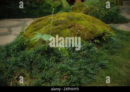 Paysage de pierre verte moussue et plantes d'herbe sauvage dans un thème de jardin japonais Banque D'Images