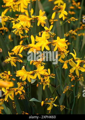 Fleurs jaunes sur feuillage bronzé du corme vivace robuste fleuri estival, Crocosmia 'Solfaterre' Banque D'Images