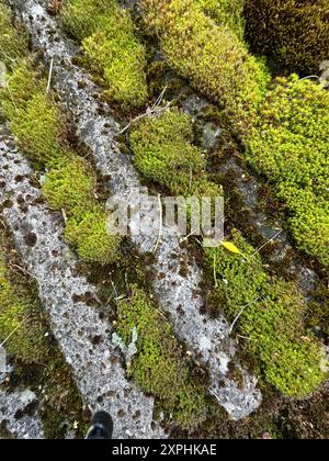 Mousse et lichen sur vieille ardoise. Banque D'Images