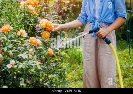 Gros plan du tuyau d'eau de jardin dans les mains du jardinier. Femme arrosant des roses fleuries avec pipe dans le jardin d'été. Prendre soin des plantes. Banque D'Images