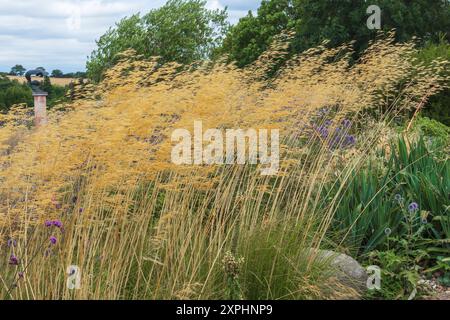 Une dérive de Stipa gigantea soufflant dans le vent à RHS Hyde hall un jour d'août couvert Banque D'Images