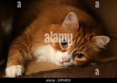 Un chat gingembre est allongé dans une boîte en carton qui est sur le sol. Banque D'Images