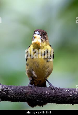 Tanager à grondement de flammes, Tangara flamboyant, Ramphocelus flammigerus icteronotus, tangara, vallée du Mindo, Equateur, Amérique du Sud Banque D'Images