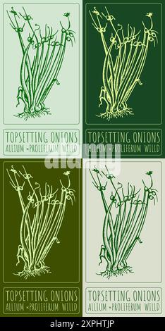 Ensemble de vecteur dessinant DES OIGNONS TOPSETTING en différentes couleurs. Illustration dessinée à la main. Le nom latin est ALLIUM PROLIFERUM WILLD. Illustration de Vecteur