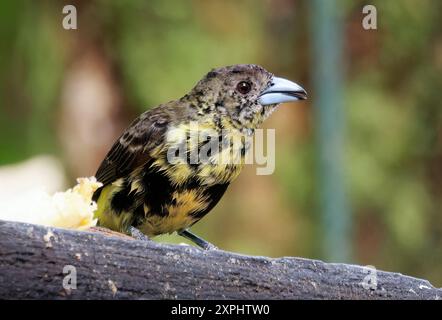 Tanager à grondement de flammes, Tangara flamboyant, Ramphocelus flammigerus icteronotus, tangara, vallée du Mindo, Equateur, Amérique du Sud Banque D'Images