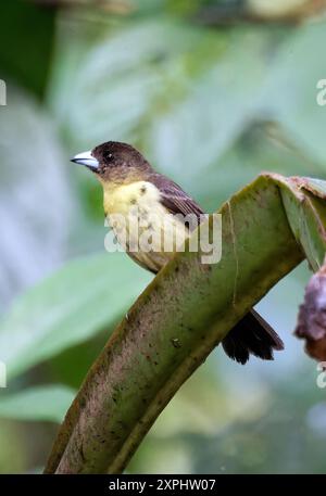 Tanager à grondement de flammes, Tangara flamboyant, Ramphocelus flammigerus icteronotus, tangara, vallée du Mindo, Equateur, Amérique du Sud Banque D'Images