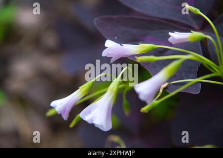 Un bouquet de fleurs violettes avec des pointes blanches. Les fleurs sont petites et regroupées. Les fleurs sont entourées de feuilles vertes Banque D'Images