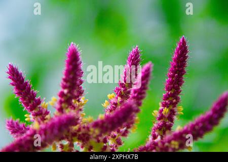 Un bouquet de fleurs violettes avec des centres jaunes. Les fleurs sont sur fond vert. Les fleurs sont très jolies et colorées Banque D'Images