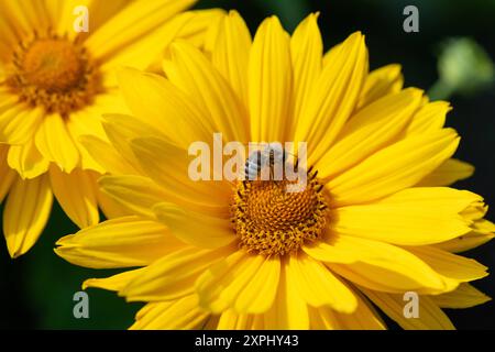 Die Staudensonnenblume Helianthus decapetalus liebt einen sonnigen Standort und zieht mit seinen leuchtend gelben Blüten Bienen und andere Insekten an. Insektenfreundliche Stauden *** le tournesol pérenne Helianthus decapetalus aime un endroit ensoleillé et attire les abeilles et autres insectes avec ses fleurs jaune vif plantes vivaces compatibles avec les insectes 20240806-DSC 3451 Banque D'Images