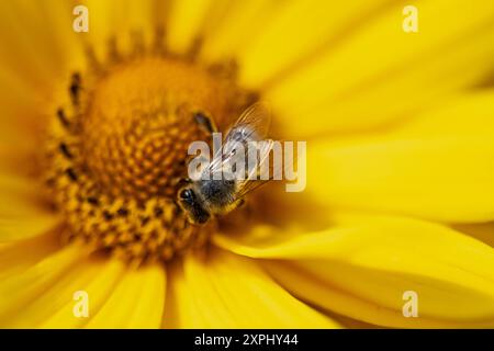 Die Staudensonnenblume Helianthus decapetalus liebt einen sonnigen Standort und zieht mit seinen leuchtend gelben Blüten Bienen und andere Insekten an. Insektenfreundliche Stauden *** le tournesol pérenne Helianthus decapetalus aime un endroit ensoleillé et attire les abeilles et autres insectes avec ses fleurs jaune vif plantes vivaces compatibles avec les insectes 20240806-DSC 3455 Banque D'Images