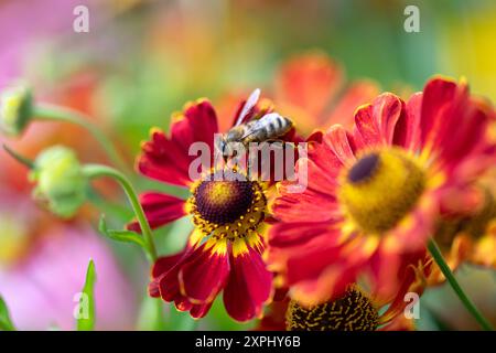 Sonnenbraut Helenium hybride Ruby Tuesday zieht mit seinen leuchtend roten Blüten Bienen und andere Insekten an. Biene nah. Insektenfreundliche Stauden *** tournesol Helenium hybride Ruby Tuesday attire les abeilles et autres insectes avec ses fleurs rouge vif plantes vivaces compatibles avec les insectes près des abeilles 20240806-DSC 3461 Banque D'Images