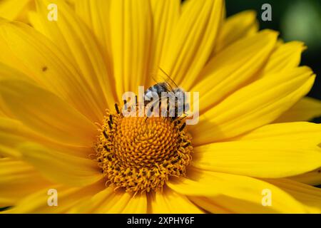 Die Staudensonnenblume Helianthus decapetalus liebt einen sonnigen Standort und zieht mit seinen leuchtend gelben Blüten Bienen und andere Insekten an. Insektenfreundliche Stauden *** le tournesol pérenne Helianthus decapetalus aime un endroit ensoleillé et attire les abeilles et autres insectes avec ses fleurs jaune vif plantes vivaces compatibles avec les insectes 20240806-DSC 3453 Banque D'Images