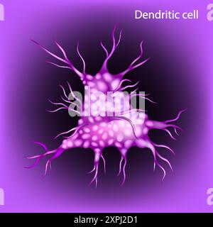 La cellule dendritique ou DC est une cellule présentatrice d'antigène. Système immunitaire Illustration de Vecteur