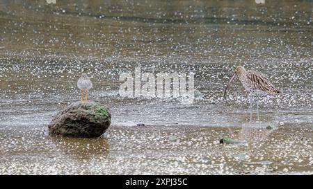 Deux oiseaux se tiennent debout dans des eaux peu profondes. Un oiseau est perché sur un rocher, l'autre patère dans l'eau. L'eau est recouverte de petites bulles blanches. Banque D'Images