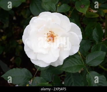 Rosa Une teinte plus blanche de pale Banque D'Images