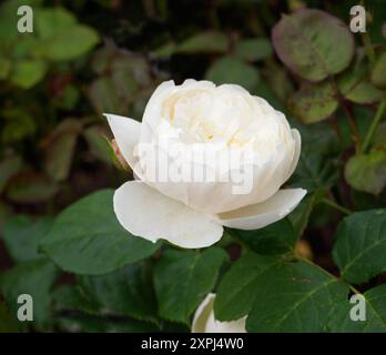 Rosa William et Catherine Banque D'Images