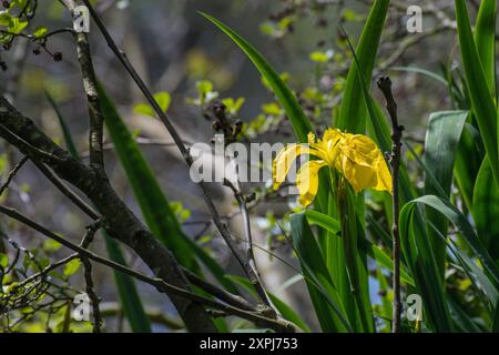 Un iris jaune unique (Iris pseudacorus), également connu sous le nom de drapeau jaune, drapeau jaune, ou drapeau d'eau poussant dans le sous-bois du château d'Elvaston Country P. Banque D'Images
