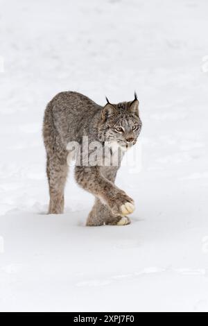 Lynx canadien (Lynx canadensis) avance longues pattes hiver - animal captif Banque D'Images