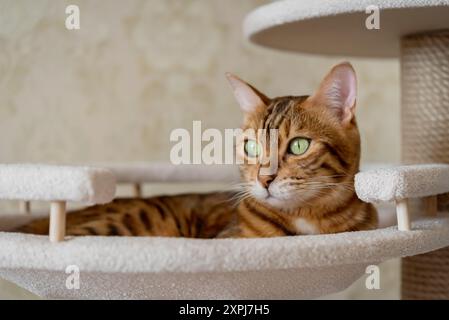 Chat court du Bengale couché dans un lit d'arbre. Chat et meubles pour chat. Banque D'Images