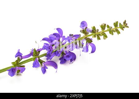Meadow sauge (Salvia pratensis) isolated on white Banque D'Images
