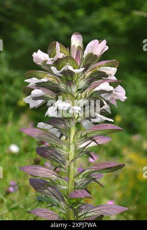 Siège d'ours épineux - Acanthus spinosus Banque D'Images