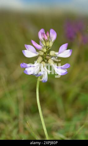 Lait alpin - Astragalus alpinus Banque D'Images