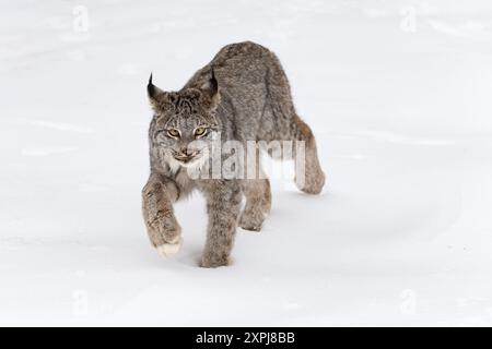 Lynx canadien (Lynx canadensis) avance oreilles retour hiver - animal captif Banque D'Images