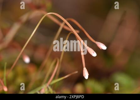 Nouvelle-Zélande Willowherb - Epilobium brunnescens Banque D'Images