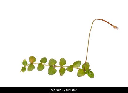 Nouvelle-Zélande Willowherb - Epilobium brunnescens Banque D'Images