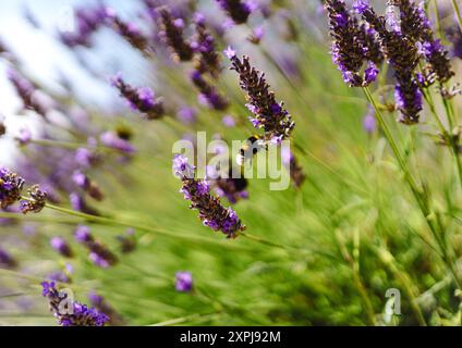 Summer Bumblebee collectant le pollen de la lavande Banque D'Images