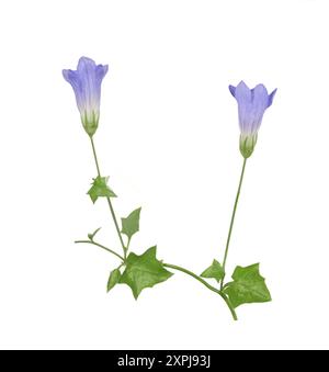 Bellfleur à feuilles de lierre - Wahlenbergia hederacea Banque D'Images