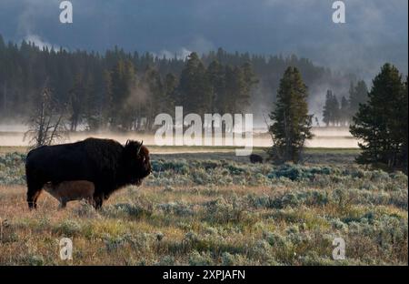 Buffalo at Dawn, parc national de Yellowstone, Wyoming Banque D'Images