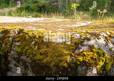 Roche couverte de mousse verte luxuriante dans un cadre de forêt naturelle Banque D'Images